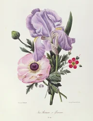 Iris, Anémona y Geranio, grabado por Pointel du Portail, c.1830